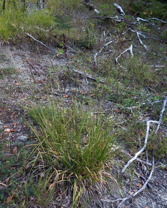 Seconda Poacea in Appennino - Molinia arundinacea